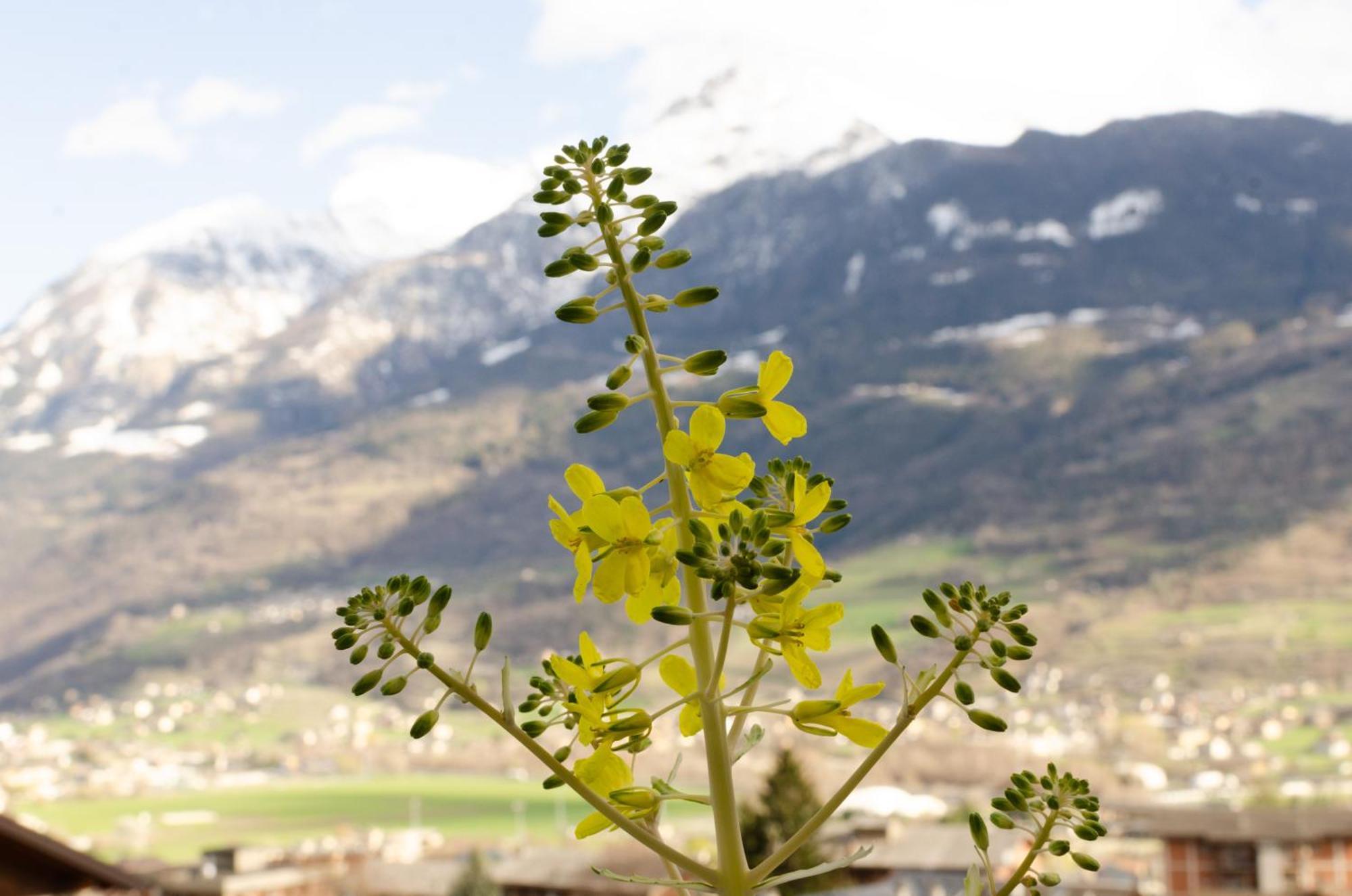 La Casa Degli Aromi - Vista Montagna E Relax Villa Aosta Bagian luar foto